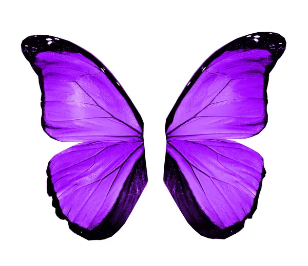 紫蝴蝶的翅膀，在白色隔离 — 图库照片