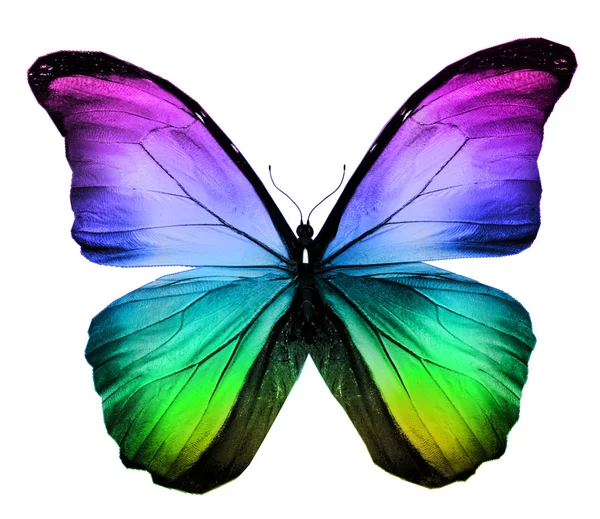 Morpho bunte Schmetterling, isoliert auf weiß — Stockfoto