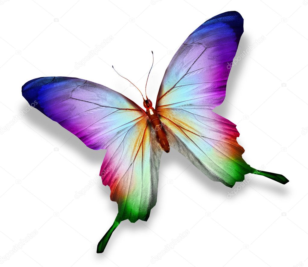 Colorful butterfly , isolated on white