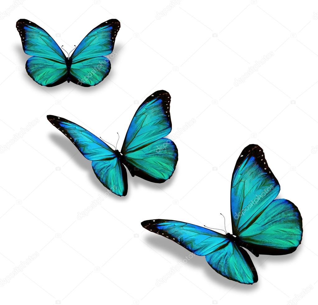Three turquoise butterflies, isolated on white