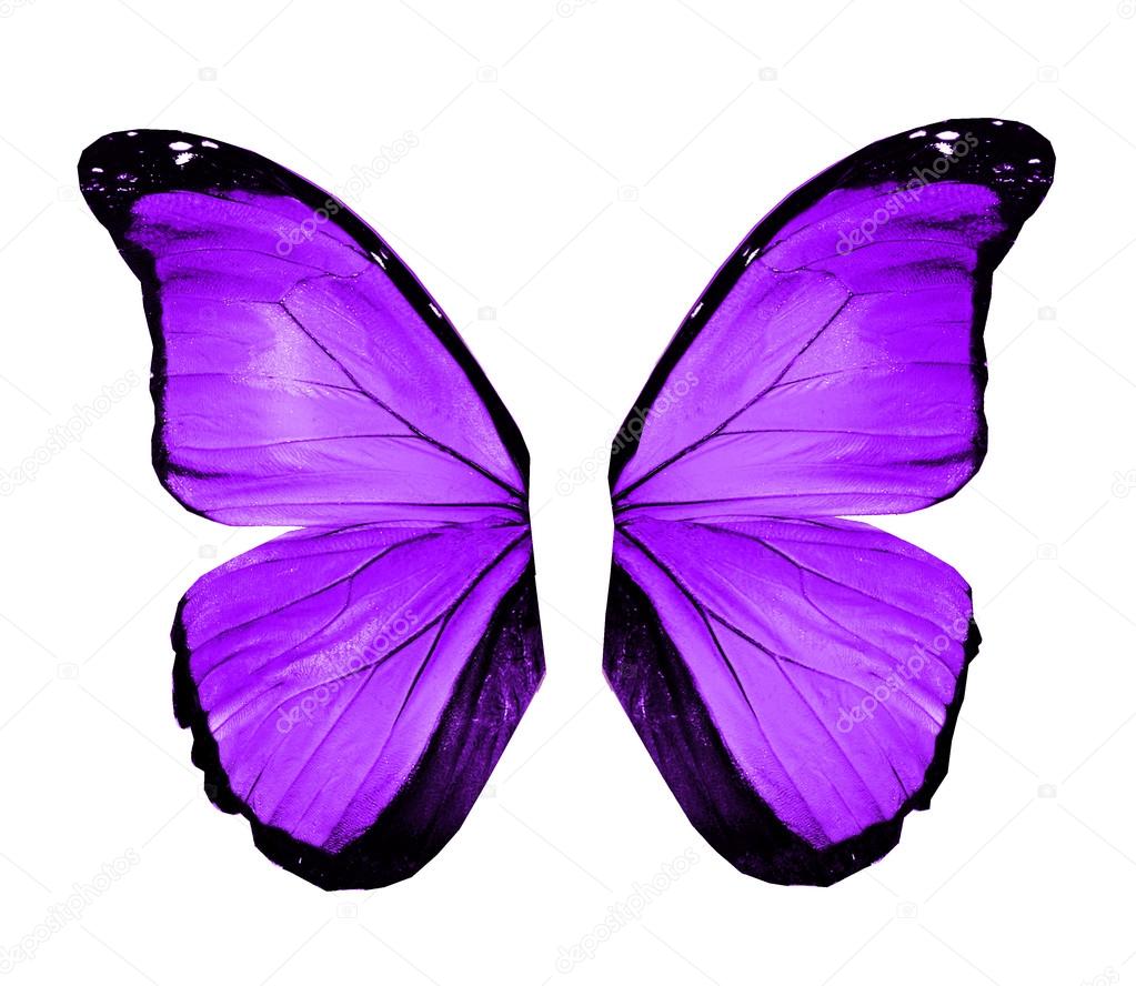 Violet butterfly wings, isolated on white