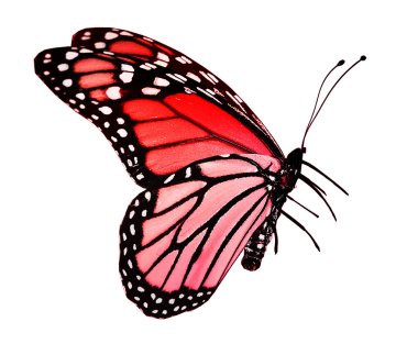 beyaz izole kırmızı kelebek