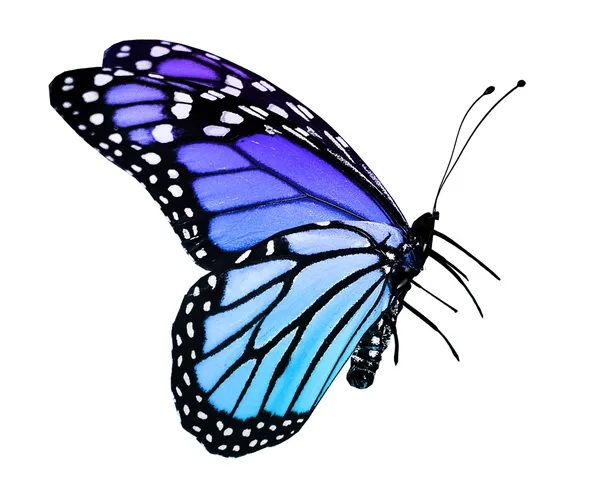 Kék pillangó, elszigetelt fehér — Stock Fotó