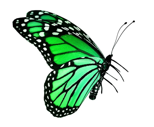 Green butterfly , isolated on white — Stock Photo, Image
