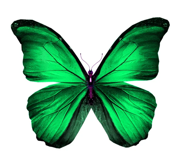 Morpho borboleta azul-turquesa verde, isolado em branco — Fotografia de Stock