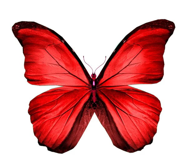 Farfalla rosso morpho, isolata su bianco — Foto Stock