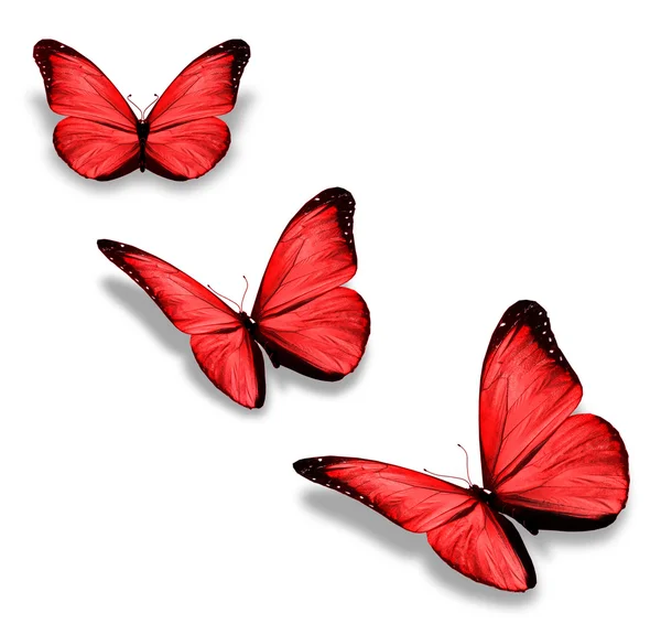 Τρεις κόκκινες πεταλούδες, απομονωμένα σε λευκό — Φωτογραφία Αρχείου