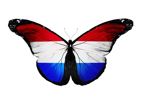Bandera de Holanda mariposa, aislada sobre fondo blanco — Foto de Stock