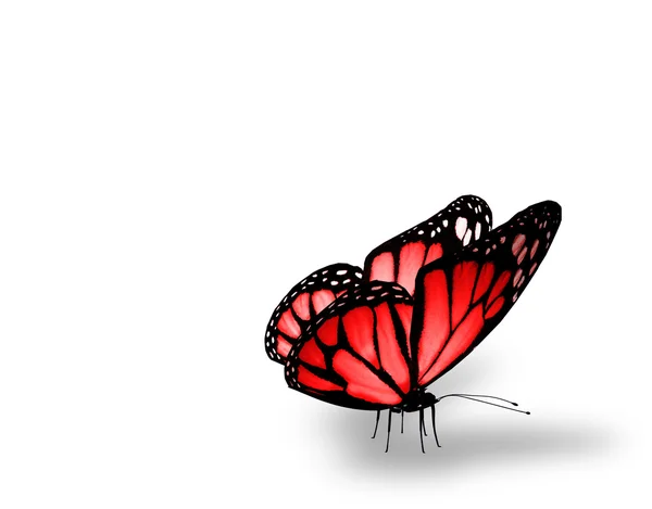 Röd fjäril på vit bakgrund — Stockfoto