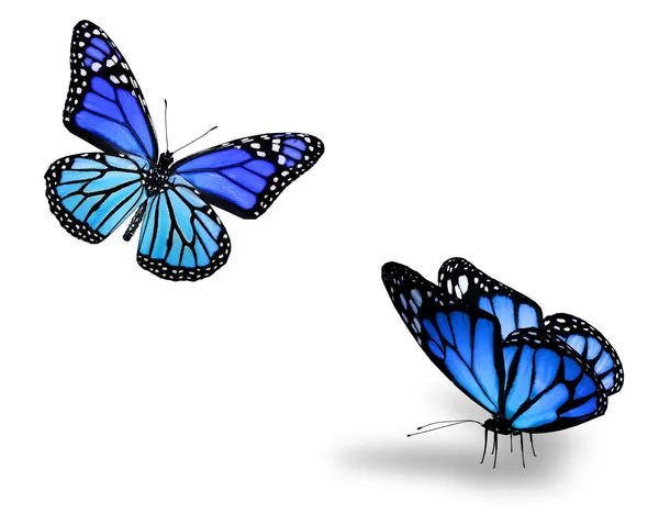 Two blue butterflies on white — Stock Photo, Image