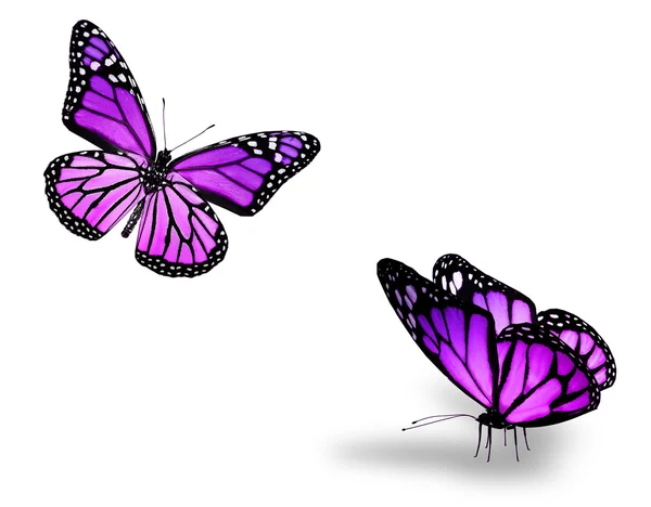 Dwa fioletowe motyle na białym tle — Zdjęcie stockowe