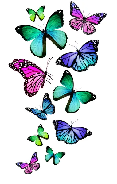 Багато різних метеликів, ізольовані на білому тлі — стокове фото