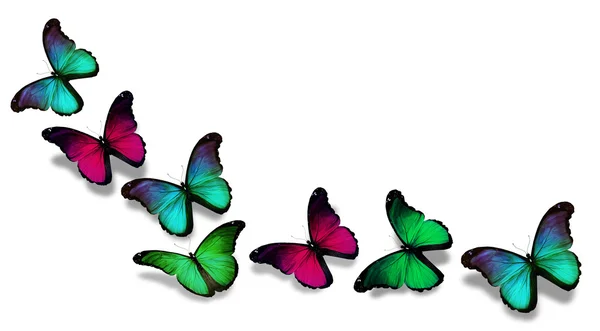 Colorful morpho butterflies, isolated on white background — Stock Photo, Image