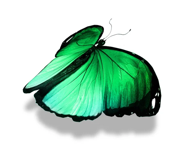 Morpho zielony motyl na białym tle — Zdjęcie stockowe