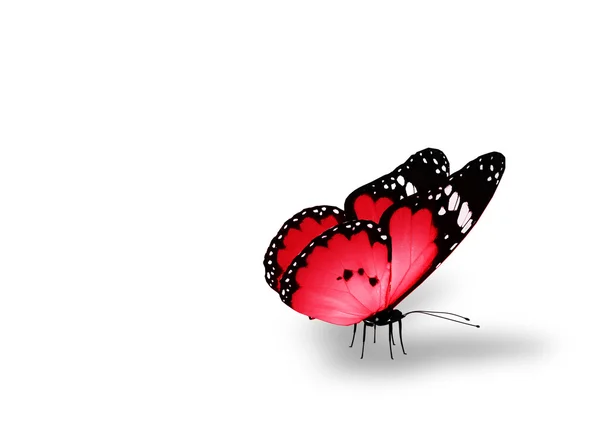 Roter Schmetterling auf weißem Grund — Stockfoto