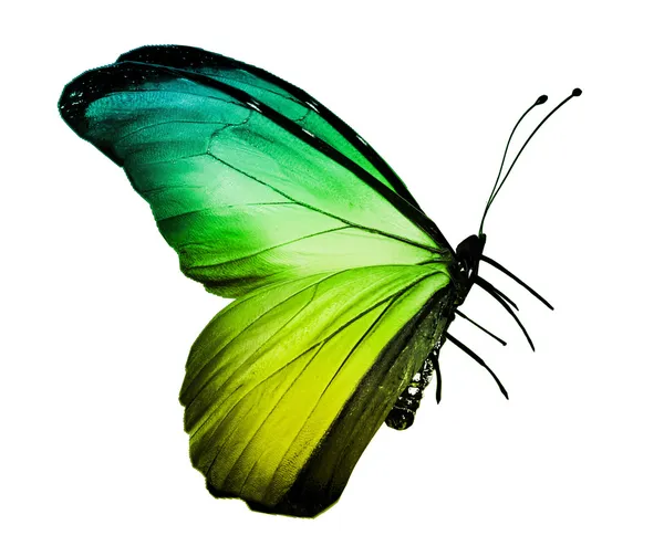 Liberya bayrağı kelebek, beyaz zemin üzerine izole