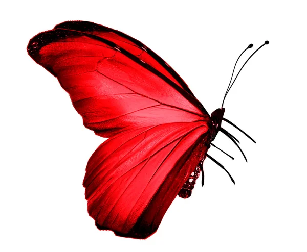 Mariposa roja, aislada sobre blanco — Foto de Stock