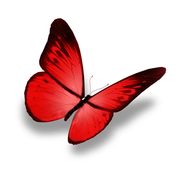 Red butterfly flying, isolated on white background — Stock Photo, Image