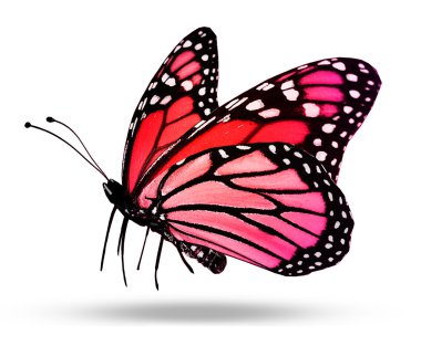 beyaz izole kırmızı kelebek