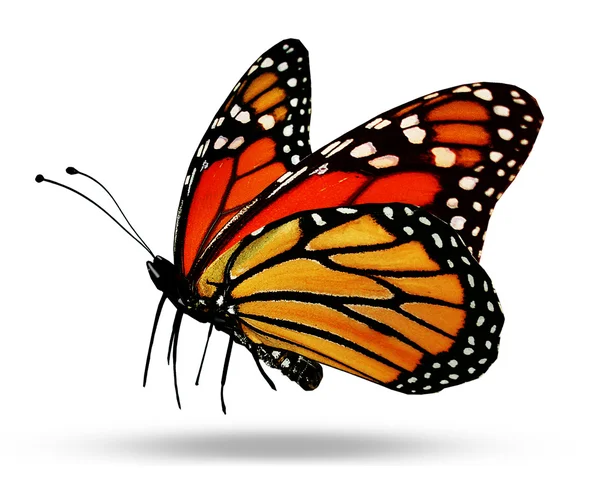 Pomarańczowy motyl, na białym tle — Zdjęcie stockowe