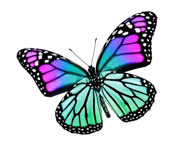 Barevný motýl, izolované na bílém — Stock fotografie