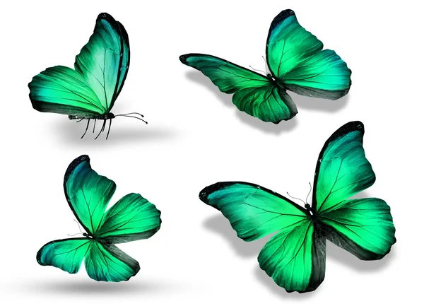 Quatro borboletas verdes, isoladas sobre fundo branco — Fotografia de Stock