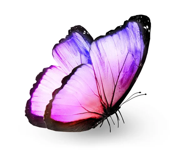 Кольоровий метелик, ізольований на білому — стокове фото