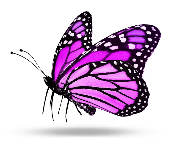 Violetter Schmetterling, isoliert auf weiß — Stockfoto