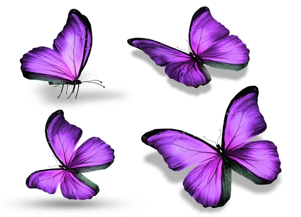 Vier violette Schmetterlinge, isoliert auf weißem Hintergrund — Stockfoto