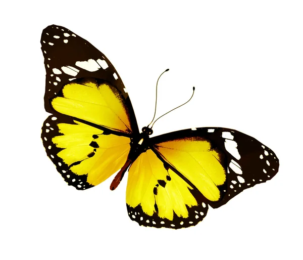 Yellow butterfly , isolated on white — Stock Photo, Image