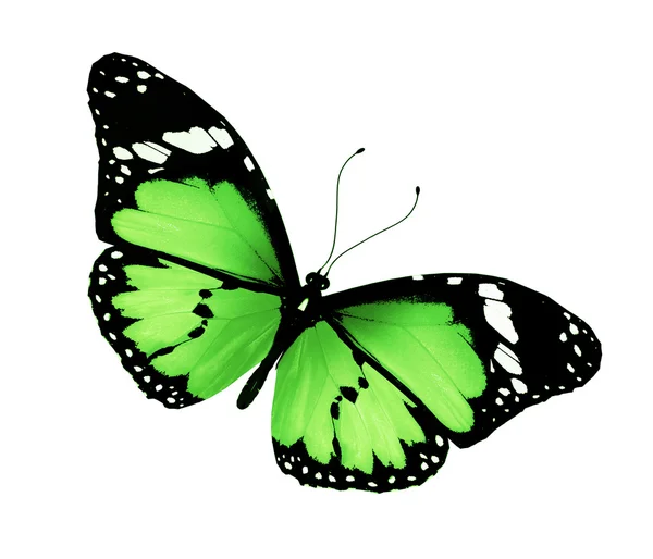 Mariposa verde, aislada en blanco — Foto de Stock