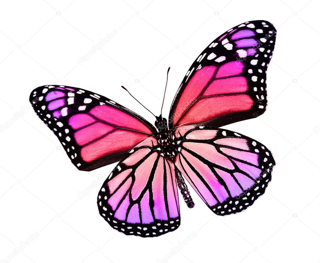 Pink violet butterfly , isolated on white — Stock Photo © sun_tiger