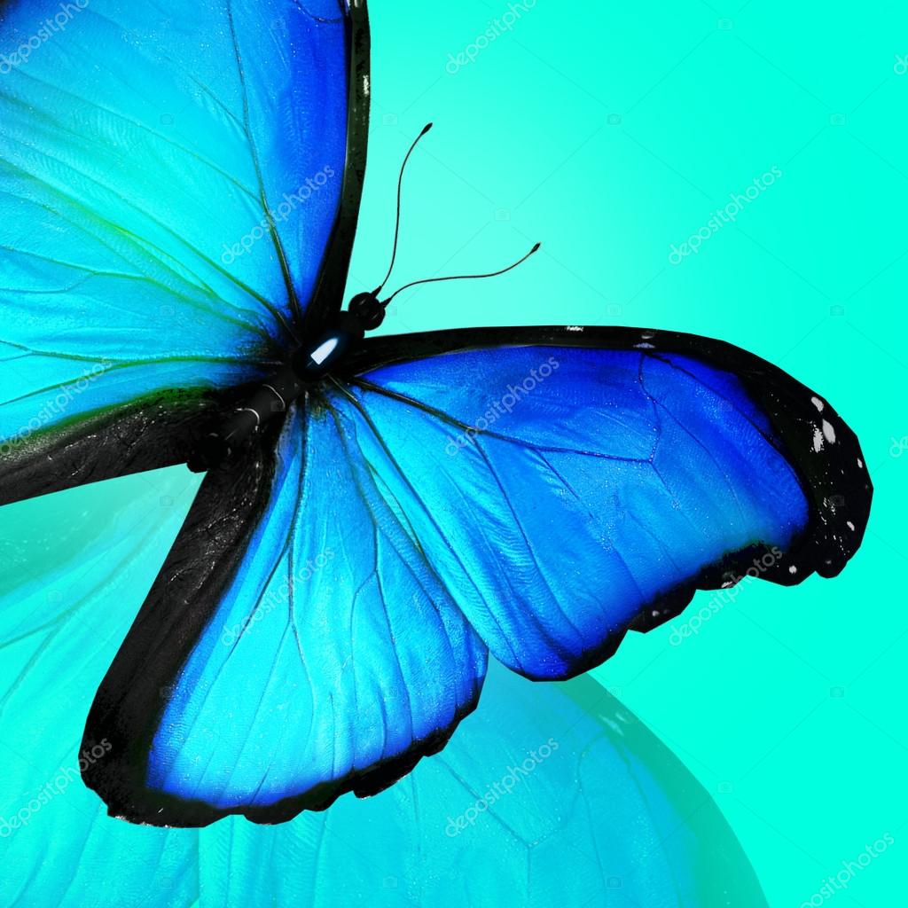Blue butterfly on blue background Stock Photo by ©sun_tiger 18906003