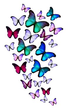 Beyaz arka plan üzerinde izole birçok farklı kelebekler