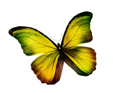 Morfo sarı altın kelebek, üzerinde beyaz izole