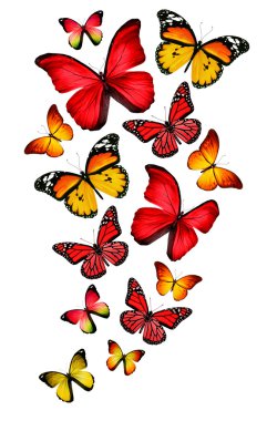 Many different butterflies, isolated on white background clipart