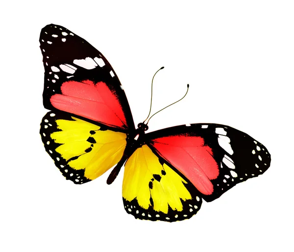 Czerwony żółty motyl, na białym tle — Zdjęcie stockowe