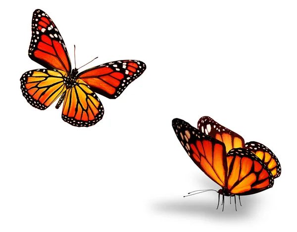 Zwei orange Schmetterlinge auf weiß — Stockfoto