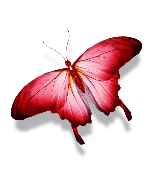 Mariposa roja, aislada sobre blanco — Foto de Stock