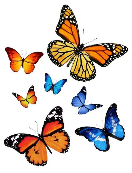 许多不同的蝴蝶，在白色背景上孤立 — 图库照片