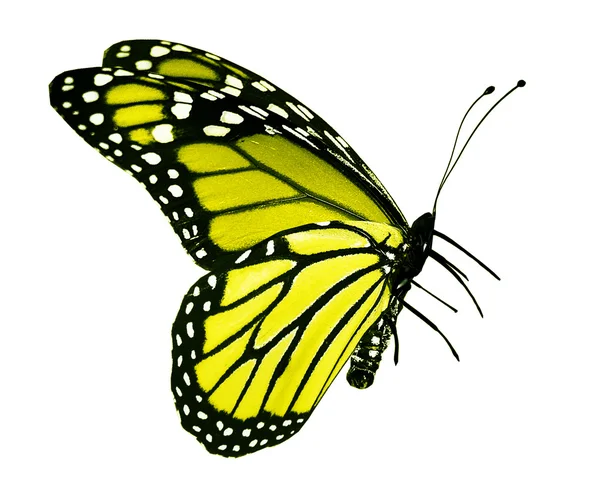 Farfalla gialla, isolata su bianco — Foto Stock