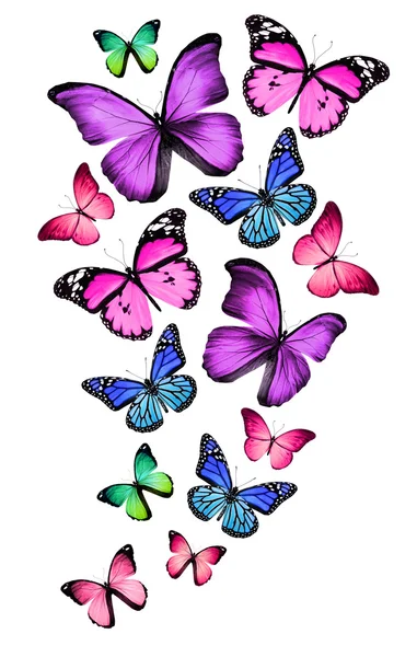 Vele verschillende vlinders, geïsoleerd op witte achtergrond — Stockfoto