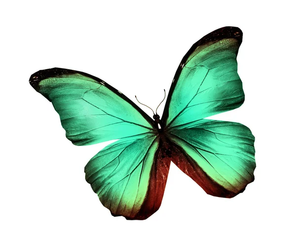 Farfalla turchese verde morpho, isolata su bianco — Foto Stock