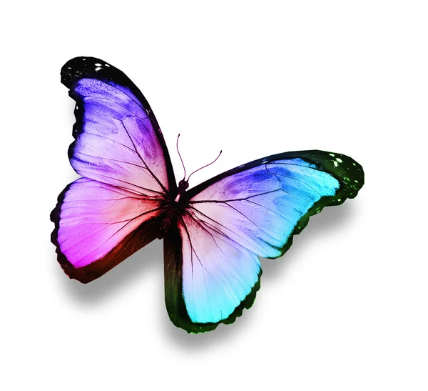 Blue, violet ,white butterfly, isolated on white — Stock Photo, Image