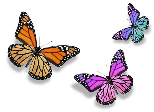 Tři barevný motýl, izolovaných na bílém pozadí — Stock fotografie