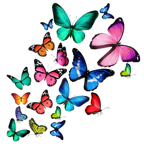 Many color butterflies, isolated on white background — Stock Photo, Image