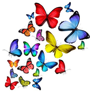 Beyaz arka plan üzerinde izole birçok farklı kelebekler