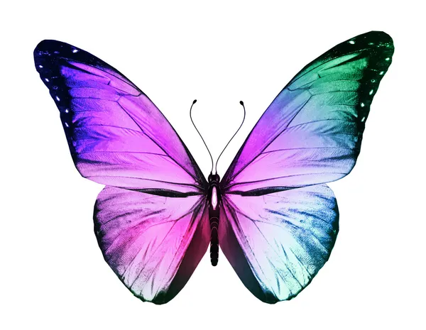 Eléctrico Electrónico Adquisición Mariposas turquesa fotos de stock, imágenes de Mariposas turquesa sin  royalties | Depositphotos