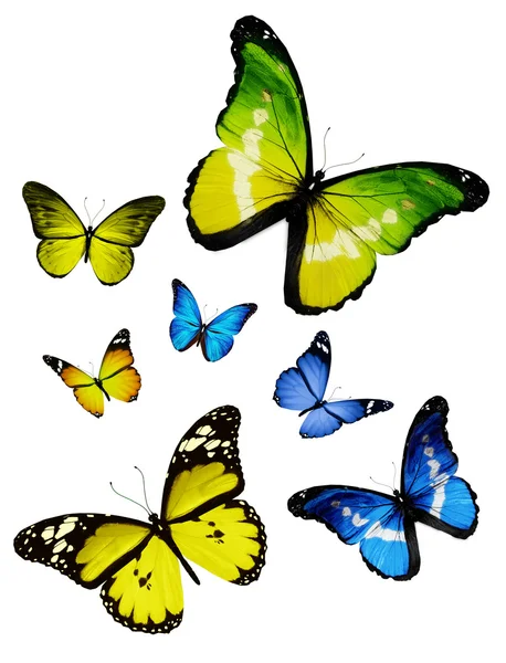 Muitas borboletas diferentes, isoladas em fundo branco — Fotografia de Stock