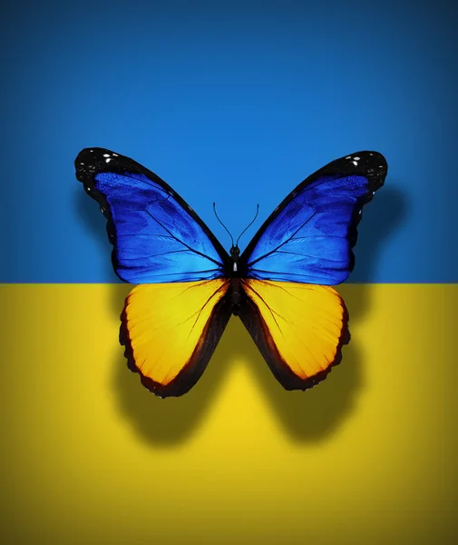 Флаг Украины бабочка, выделенная на фоне флага — стоковое фото